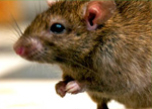 Rodent control treatment in Bahrain