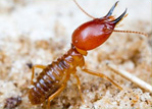 Termite interception system in Bahrain