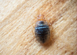 Bed bugs control in Bahrain