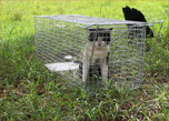 Feral cat control in Bahrain