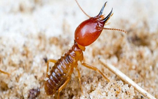 Termite Control service in Bahrain